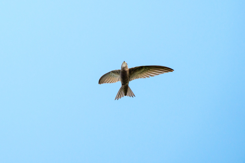 Pallid Swift (Apus pallidus), photo 6