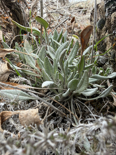 woolly groundsel (Packera cana)
