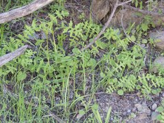 Pholistoma auritum arizonicum