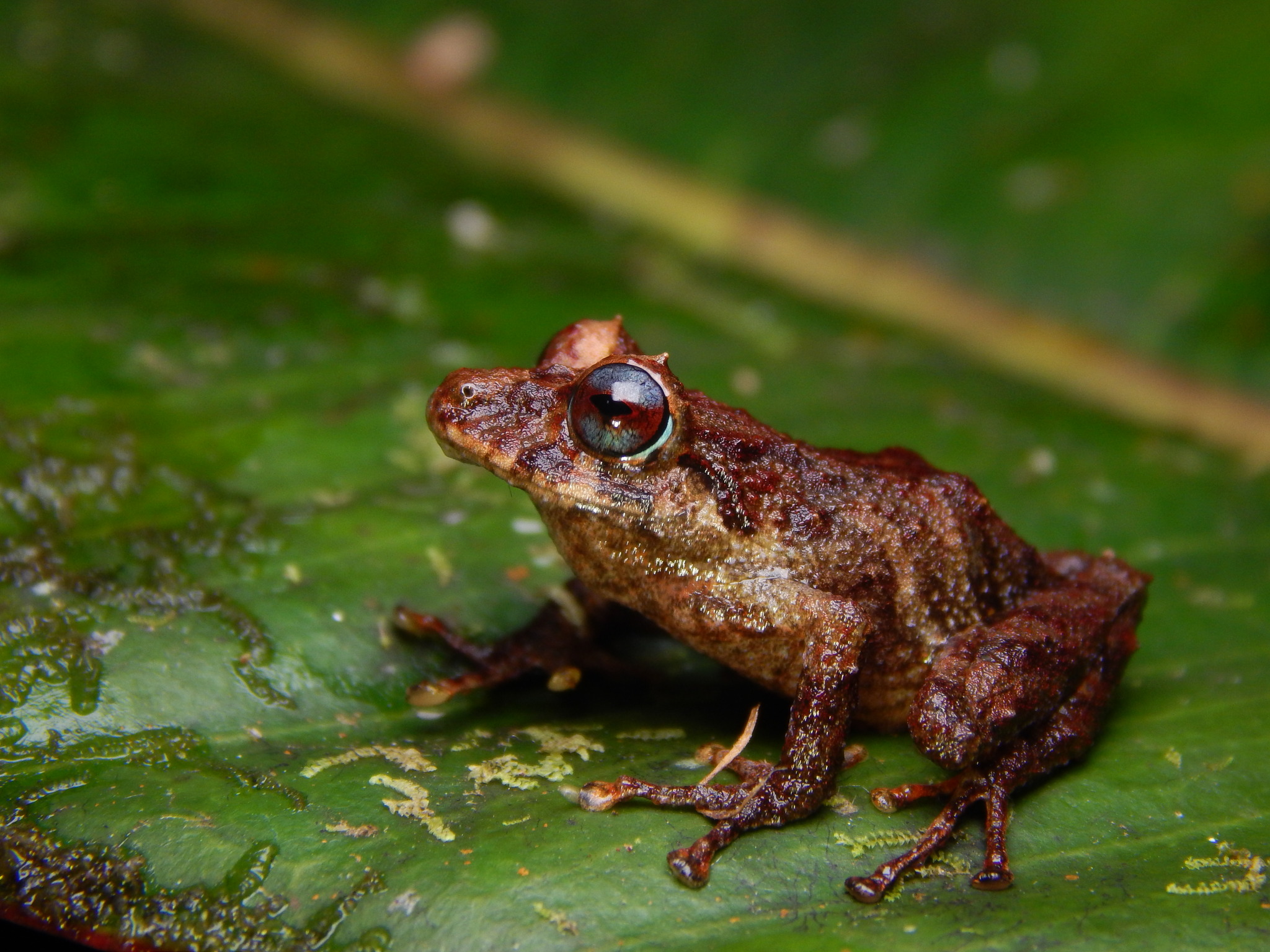 Los Patos Robber Frog photo 5