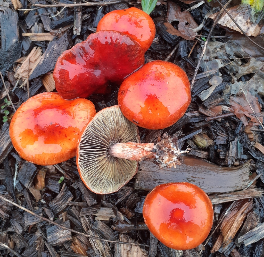 Leratiomyces ceres · February 2026 · photo: © bogsuckers (iNaturalist, cc-by)