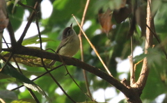 Vireo leucophrys
