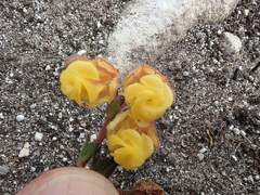 Hermannia concinnifolia