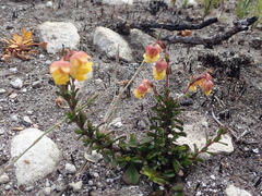 Hermannia concinnifolia