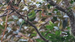 Aulacorhynchus sulcatus