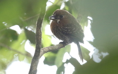 Malacoptila mystacalis