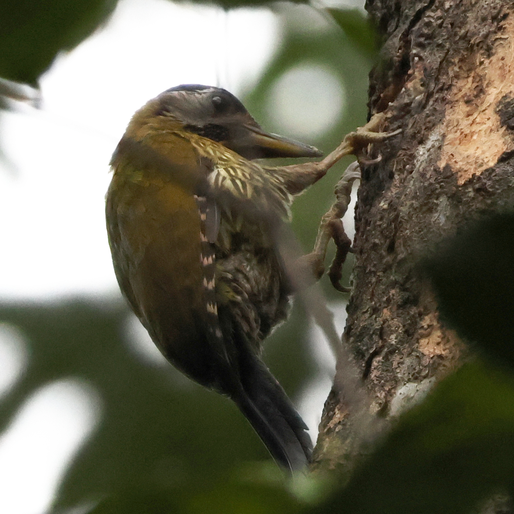 Laced Woodpecker (Picus vittatus), photo 10