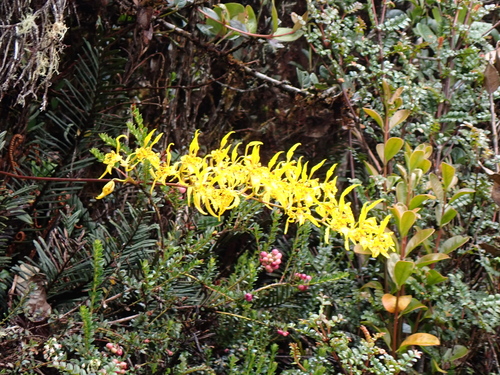 Cyrtochilum pardinum, photograph 6