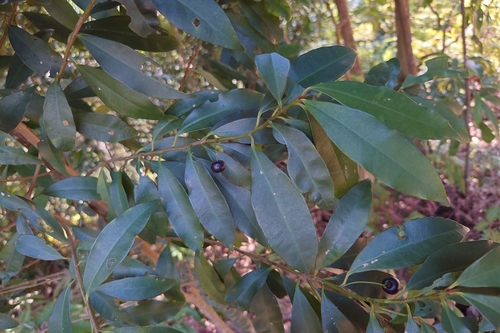 Pentagonous Ardisia (Ardisia quinquegona)