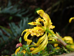 Cyrtochilum pardinum, photograph author not stated, no rights reserved