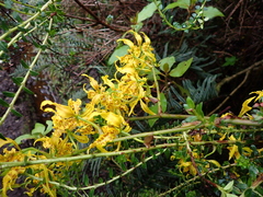 Cyrtochilum pardinum, photograph author not stated, no rights reserved