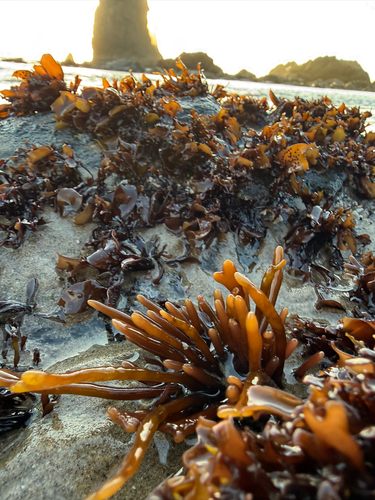 flattened ahnfelts seaweed (Ahnfeltiopsis linearis)