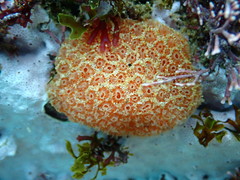 Botryllus