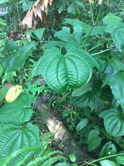 Dioscorea sansibarensis