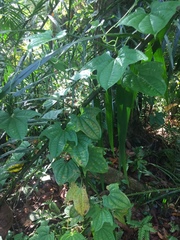 Dioscorea sansibarensis