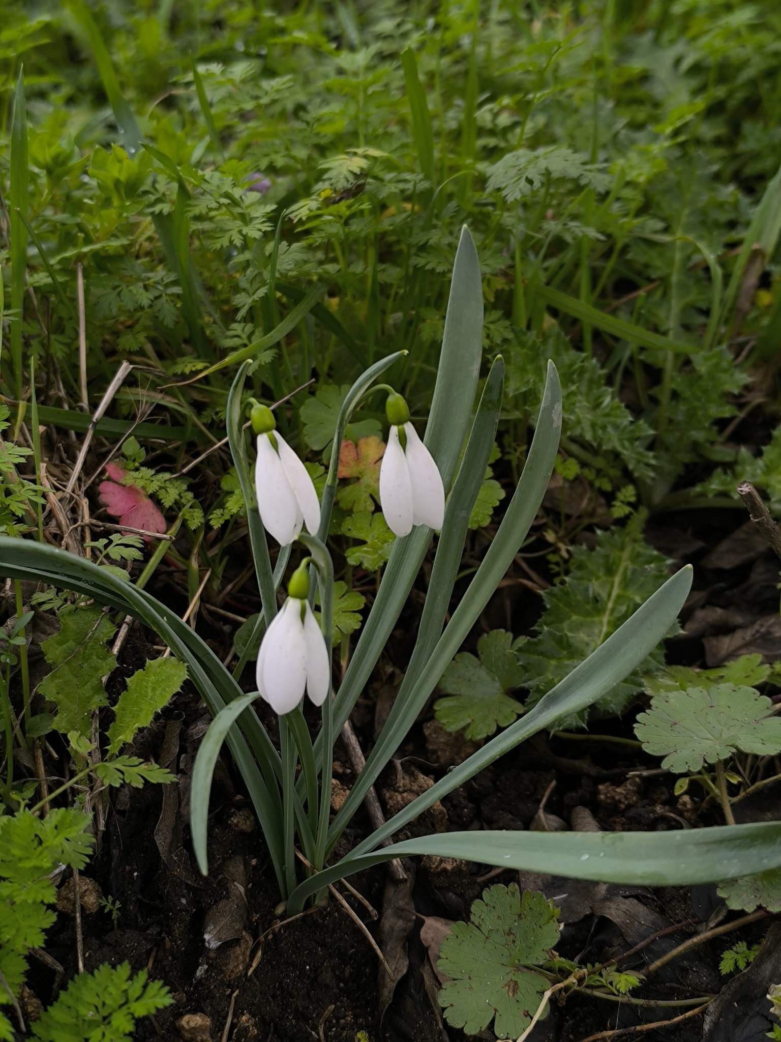 Slender Snowdrop (Galanthus gracilis)