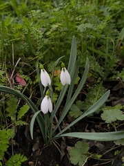 Galanthus gracilis