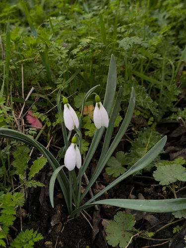 Galanthus gracilis, photograph 2