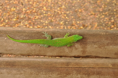 Phelsuma kochi