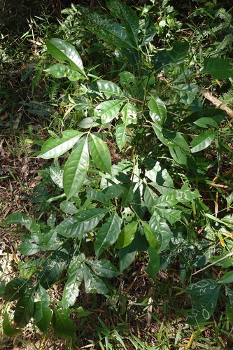 Thin-Evodia (Melicope pteleifolia)
