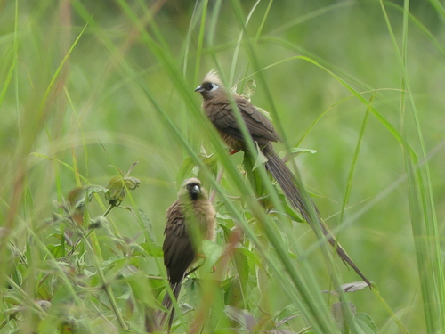 Speckled Mousebird