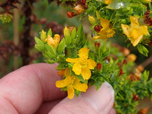 Hypericum quitense (Hypericum quitense)