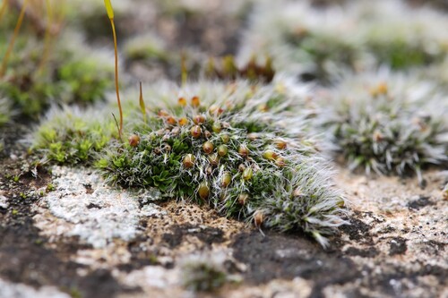 Grimmia crinita, 2026-02-17