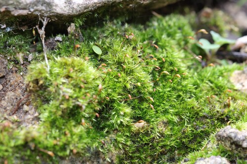 Tender Feather-moss (Rhynchostegiella tenella)