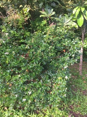 Syzygium zeylanicum