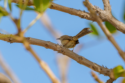 Delicate Prinia (Prinia lepida), photo 4