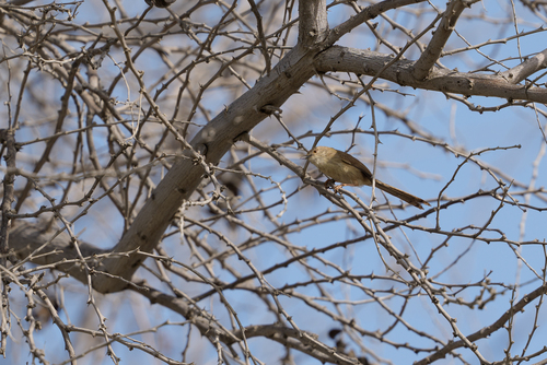Delicate Prinia (Prinia lepida), photo 5