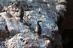 Leucocarbo bougainvillii