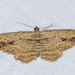 Dark-patch Carpet - Photo (c) David Akers, some rights reserved (CC BY-NC), uploaded by David Akers