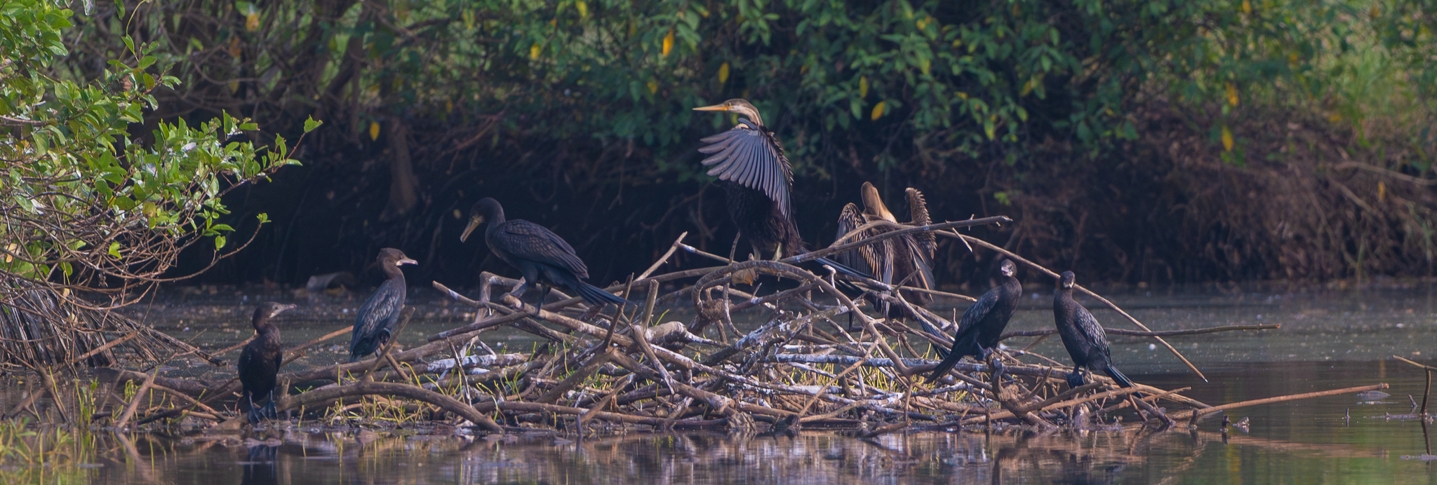 Indian Cormorant (Phalacrocorax fuscicollis), photo 10
