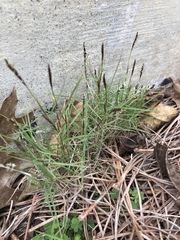 Zoysia