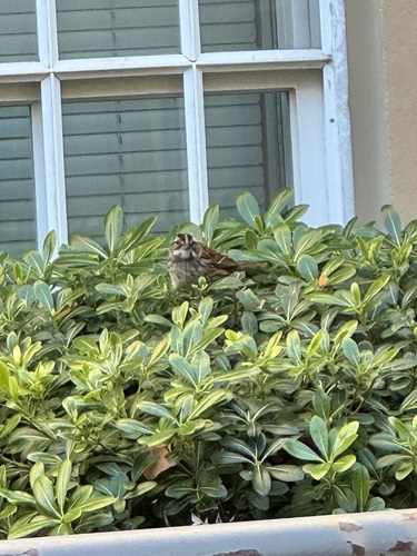White-throated Sparrow