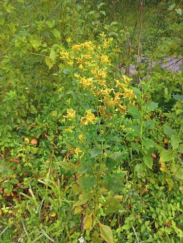 Yellow Crownbeard (Verbesina occidentalis)