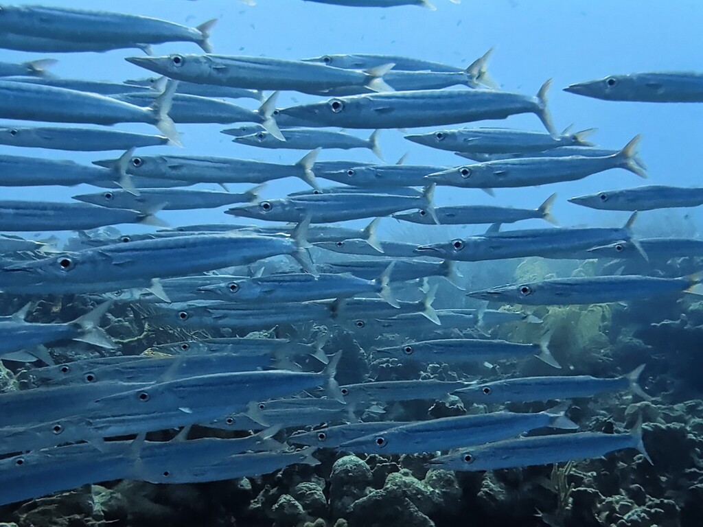 Barracuda (Sphyraena borealis) — Sphyraenidae