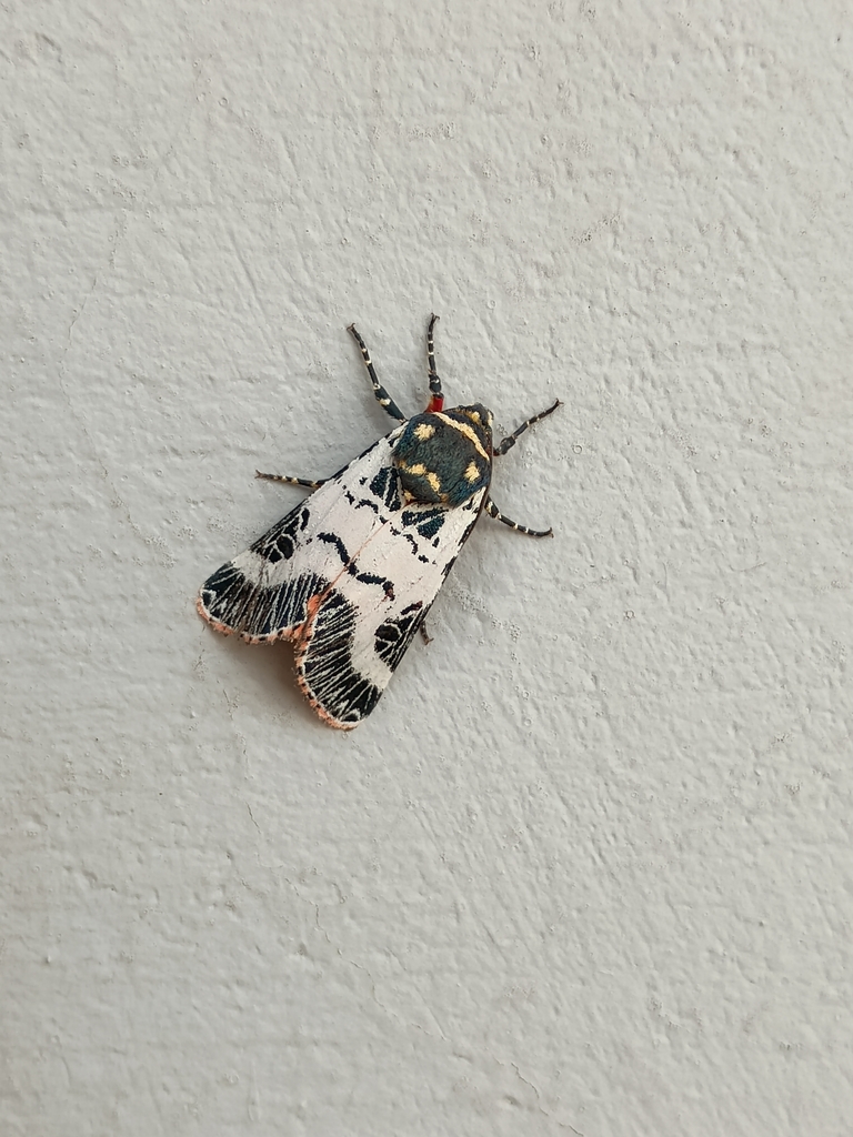 Chlanidophora patagiata