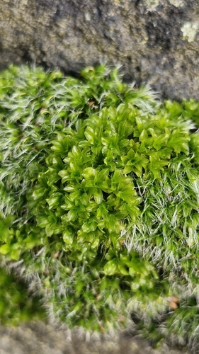 Water Screw-moss (Syntrichia latifolia)