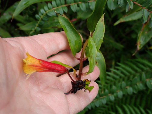 Bomarea multiflora, photograph 6