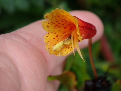 Bomarea multiflora, photograph 5