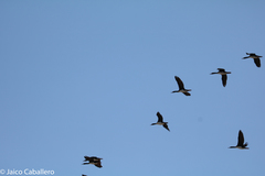 Leucocarbo bougainvillii