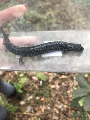 Plethodon grobmani