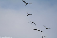 Leucocarbo bougainvillii