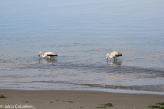 Phoenicopterus chilensis