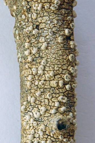 Pertusaria leucoplaca