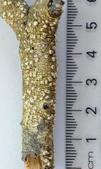 Pertusaria leucoplaca image