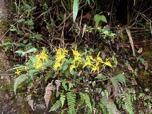 Leopard-flowered Orchid (Cyrtochilum pardinum)