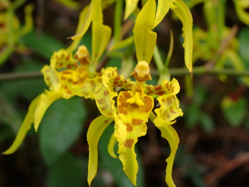 Cyrtochilum pardinum, photograph 3